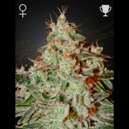 SGF2971 - GREEN HOUSE SEED CO. - LEMON SKUNK FEM | 10 SEMI