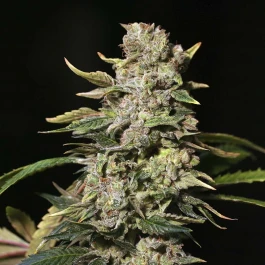 SEVTKF0003 - EVA SEEDS - TNT KUSH FEM | 3+1 Free SEMI