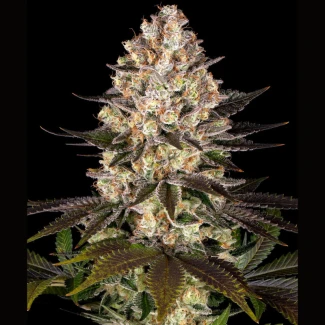 BF_hindu_kush_fem_plant