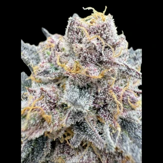 Fast_Buds_cherry_cola_auto_RF3_fem_plant