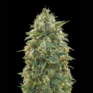 ADVSAMN0003 - ADVANCED SEEDS - AMNESIA FEM | 3 SEMI