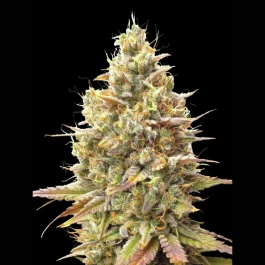 ADVSSBA0003 - ADVANCED SEEDS - AUTO STRAWBERRY BANANA FEM | 3 SEMI