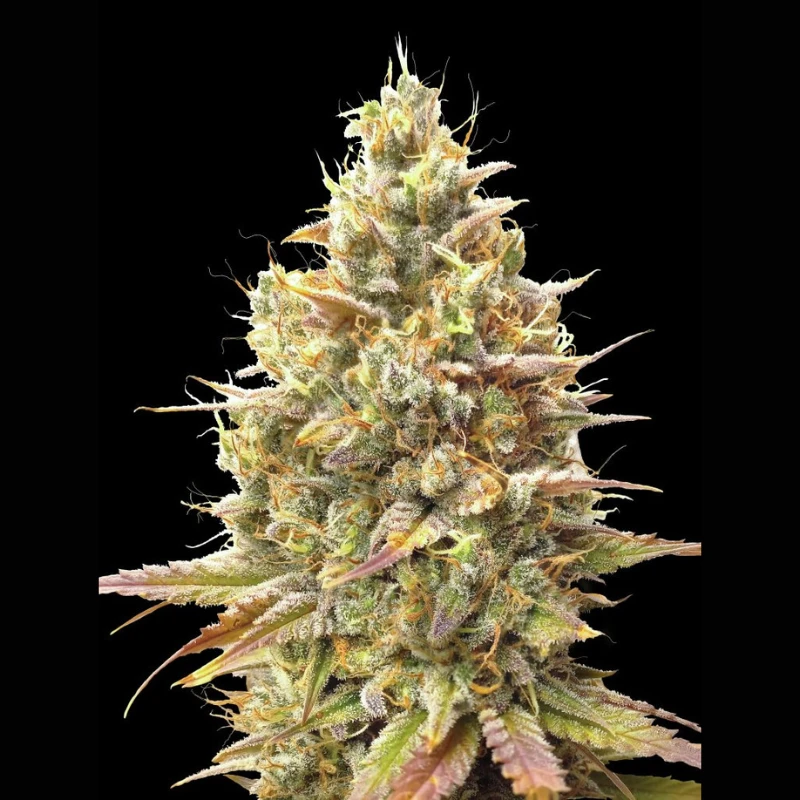 ADVSSBA0003 - ADVANCED SEEDS - AUTO STRAWBERRY BANANA FEM | 3 SEMI