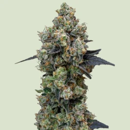RQSF1FEM001077 - ROYAL QUEEN SEEDS - ORBITAL BANANA F1 FEM | 1 SEME