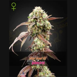 GHWCOXG#4103 - GREEN HOUSE SEED CO. - WEST COAST OG X GELATO #41 AUTOFLOWERING FEM | 3 SEMI