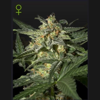 GREEN-HOUSE-SEED-CO.-WHITE-WIDOW-AUTOFLOWERING-FEM_plant
