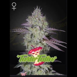 GHSTT05F - GREEN HOUSE SEED CO. - TARTE TATIN FEM | 5 SEMI