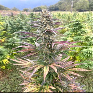 SCBB0050 - SATIVA CREATION - BERRY BUDDHA (CBD)  | 50 semi