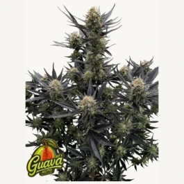 FBS005F42072 - FAST BUDS - GUAVA AUTO RF3 FEM | 5 (+2) SEMI