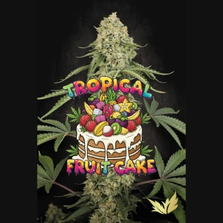 PARADISE-SEEDS-TROPICAL-FRIUT-CAKE-FEM_plant_02