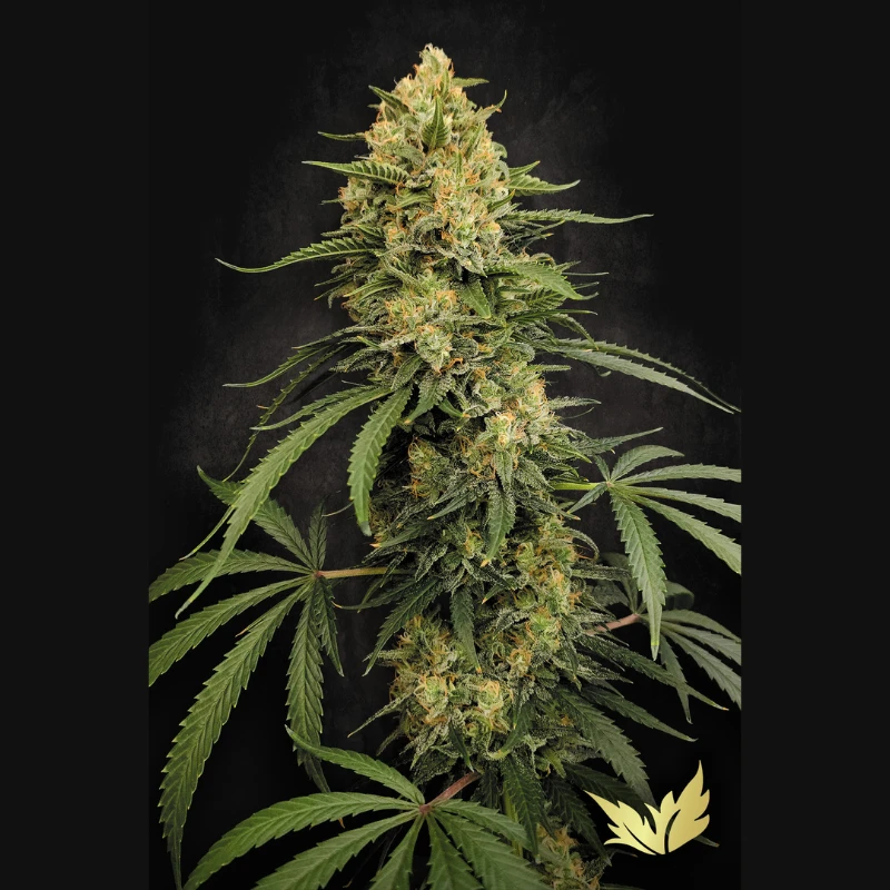 PS0587 - PARADISE SEEDS - ZESTY BLISS FEM | 3 SEMI