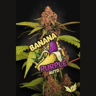 PARADISE-SEEDS-BANANA-PURPLE-AUTO-FEM_plant_02