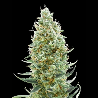 ADVANCED-SEEDS-AMNESIA-FAST-FEM_plant