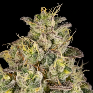 SILENT-SEEDS-PEACH-CAKE-FEM-By-COOKIES_plant_02