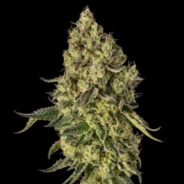 SILS032F003 - SILENT SEEDS - PEACH CAKE FEM (By COOKIES) | 3 SEMI