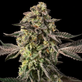 SILENT-SEEDS-SUGAR-ROCK-FEM-By-COOKIES_plant_01