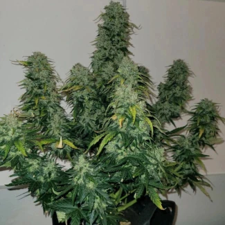 MONKEY-GENETICS-SHERBET-BLAST-AUTO-FEM_plant
