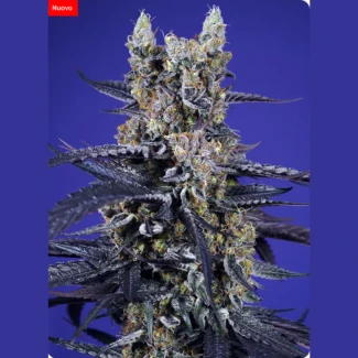 SWEET-SEEDS-SUPER-BOOF-XL-AUTO-FEM_plant-