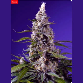 SWEET-SEEDS-BANANA-CREAM-CAKE-XL-AUTO_plant
