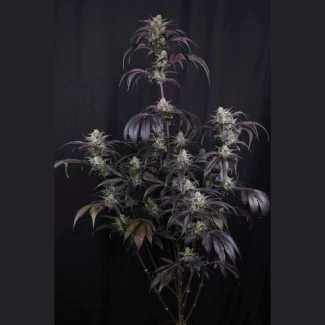 FAST-BUDS-STRAWBERRY-GORILLA-AUTO-RF3-FEM_plant_01