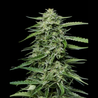 HUMBOLDT-SEEDS-COMPANY-BLUEBERRY-HONEY-FEM_plant_02