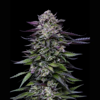 HUMBOLDT-SEEDS-COMPANY-CANDY-HUSTLE-FEM_plant_02
