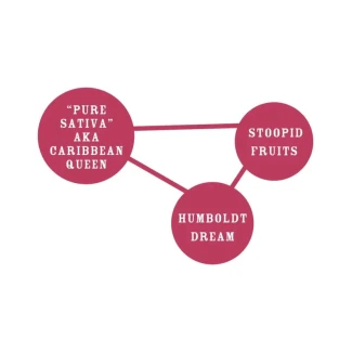 HUMBOLDT-SEEDS-COMPANY-CARIBBEAN-QUEEN-FEM_graph