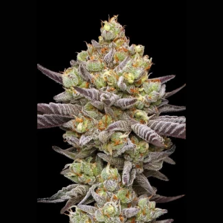 HUMBOLDT-SEEDS-COMPANY-HYPER-ZA-FEM_plant