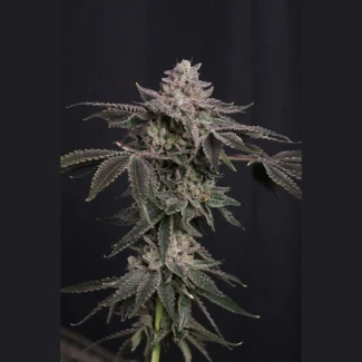 FAST-BUDS-Z42-FEM_plant_02