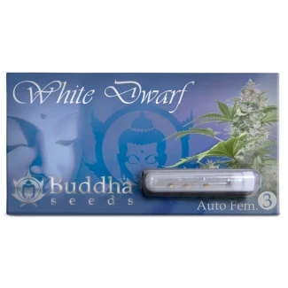 BUDDHA-SEEDS-WHITE-DWARF-AUTO-FEM-3-SEMI_packet