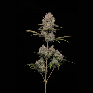 HUMBOLDT-SEEDS-COMPANY-HELLA-JEELY-AUTO_plant