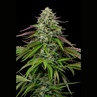 HUMBOLDT-SEEDS-COMPANY-GARLIC-BUDDER-AUTO_plant