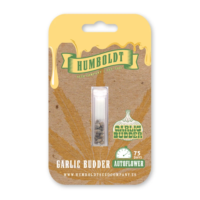 HSCGBA-3-F - HUMBOLDT SEEDS COMPANY - GARLIC BUDDER AUTO | 3 SEMI