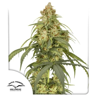 DUTCH-PASSION-AUTO-CBD-VICTORY-FEM_plant