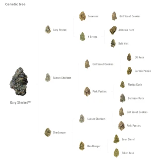 FAST-BUDS-GARY-SHERBET-FEM_graph