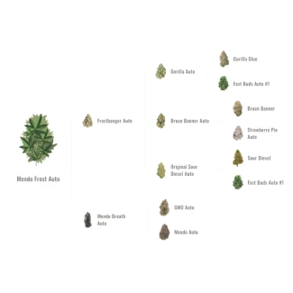 FAST-BUDS-MENDO-FROST-AUTO-FEM_graph