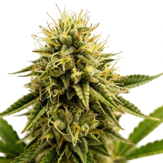 GRATEFUL-SEEDS-KINKY-PAM-FEM-ORIGINAL-EDITION_plant