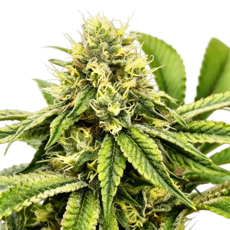 GRTFORI012-003 - GRATEFUL SEEDS - JAMON & MELON FEM (ORIGINAL EDITION) | 3 SEMI