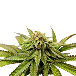 GRTFLIM010-003 - GRATEFUL SEEDS - OVER THE RAINBOW FEM (LIMITED EDITION) | 3 SEMI