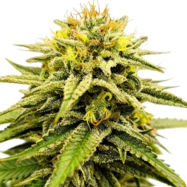 GRTFONE008-005 - GRATEFUL SEEDS - FROSTED SUNSETZ FEM (ONE SHOT EDITION) | 5 SEMI
