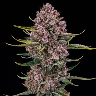 SILENT-SEEDS-PURPLENADE-XXL-AUTO-FEM_plant