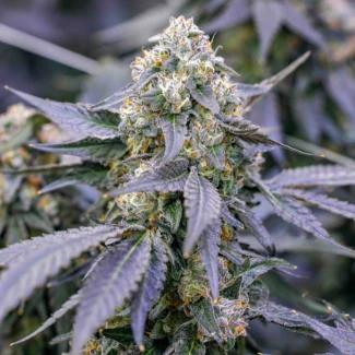 COOKIES-FRIED-BANANA-FEM_plant