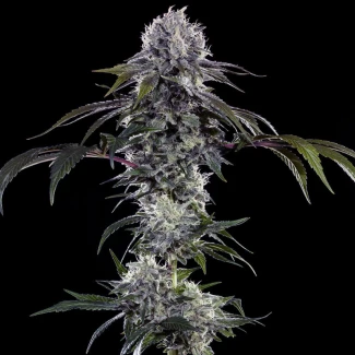 BARNEYS-FARM-DURBAN-Z-FEM-PRECISION-F1-HYBRID_plant