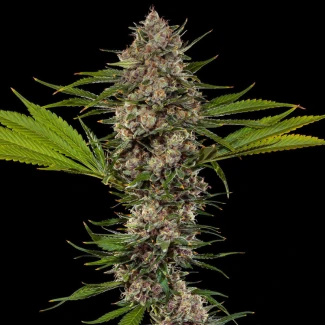 BARNEYS-FARM-MAC-1-FEM-PRECISION-F1-HYBRID_plant