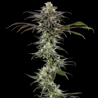 BARNEYS-FARM-RS11-FEM-PRECISION-F1-HYBRID_plant