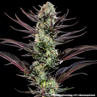 BARNEYS-FARM-THIN-MINT-FROSTING-FEM-PRECISION-F1-HYBRID_plant