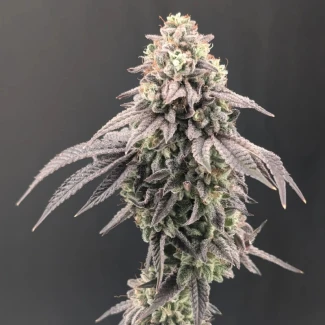 FAST-BUDS-GARLIC-MINT-SHERBET-FEM_plant