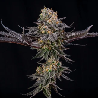 SILENT-SEEDS-KING-OF-KINGS-JULIAN-MARLEY-FEM_plant_01