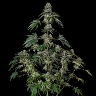SILENT-SEEDS-JAMAICAN-MOUNTAIN-JULIAN-MARLEY-FEM_plant_02