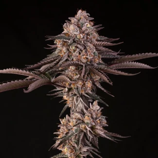 SILENT-SEEDS-JAMAICAN-SUNSET-JULIAN-MARLEY-FEM_plant_02